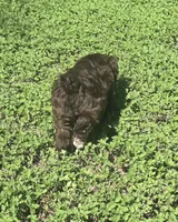 Brown Lady, a female Miniature Schnauzer for sale in Houston, TX – 4 of 8
