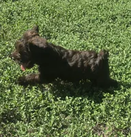 Brown Lady, a female Miniature Schnauzer for sale in Houston, TX – 2 of 8