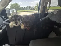 Mini, a female Miniature Schnauzer for sale in Houston, TX – 7 of 10