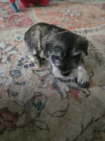 Mini, a female Miniature Schnauzer for sale in Houston, TX – 3 of 10