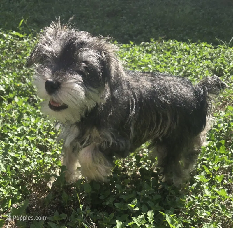 Mini – Miniature Schnauzer puppy for sale in Houston, TX