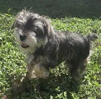 Mini, a female Miniature Schnauzer for sale in Houston, TX – 1 of 10