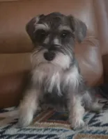 Seraphina, a female Miniature Schnauzer for sale in Houston, TX – 1 of 10