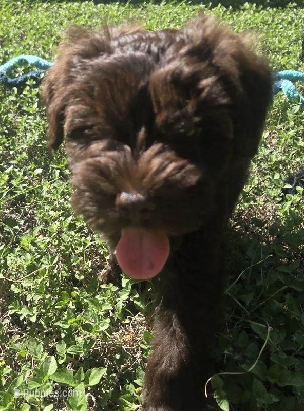 Brown Lady – Miniature Schnauzer puppy for sale in Houston, TX
