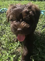 Brown Lady, a female Miniature Schnauzer for sale in Houston, TX – 1 of 8