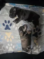Mini, a female Miniature Schnauzer for sale in Houston, TX – 9 of 10
