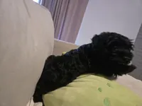 Scout, a female Miniature Schnauzer for sale in Houston, TX – 10 of 10