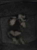 Mini, a female Miniature Schnauzer for sale in Houston, TX – 8 of 10