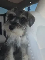 Seraphina, a female Miniature Schnauzer for sale in Houston, TX – 2 of 10