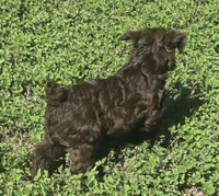 Brown Lady, a female Miniature Schnauzer for sale in Houston, TX – 6 of 8