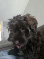 Scout, a female Miniature Schnauzer for sale in Houston, TX – 8 of 10