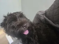 Scout, a female Miniature Schnauzer for sale in Houston, TX – 5 of 10