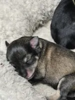 Mini, a female Miniature Schnauzer for sale in Houston, TX – 5 of 10
