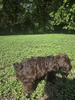 Brown Lady, a female Miniature Schnauzer for sale in Houston, TX – 7 of 8