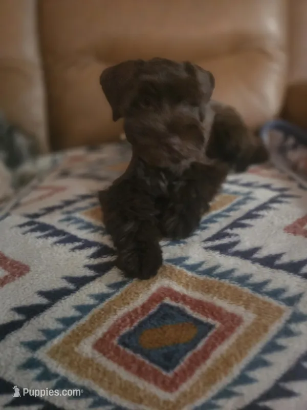 Brown Lady – Miniature Schnauzer puppy for sale in Houston, TX