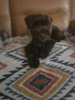 Scout, a female Miniature Schnauzer for sale in Houston, TX – 1 of 10