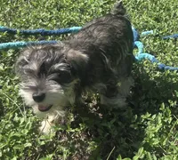 Mini, a female Miniature Schnauzer for sale in Houston, TX – 2 of 10