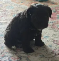 Brown Lady, a female Miniature Schnauzer for sale in Houston, TX – 3 of 8