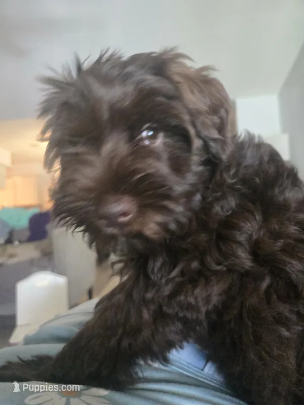 Brown Lady – Miniature Schnauzer puppy for sale in Houston, TX