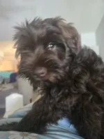 Scout, a female Miniature Schnauzer for sale in Houston, TX – 3 of 10
