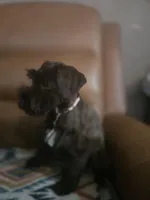 Scout, a female Miniature Schnauzer for sale in Houston, TX – 2 of 10