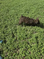 Brown Lady, a female Miniature Schnauzer for sale in Houston, TX – 8 of 8
