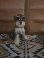 Seraphina, a female Miniature Schnauzer for sale in Houston, TX – 4 of 10