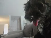 Scout, a female Miniature Schnauzer for sale in Houston, TX – 4 of 10
