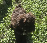 Brown Lady, a female Miniature Schnauzer for sale in Houston, TX – 5 of 8