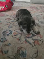 Mini, a female Miniature Schnauzer for sale in Houston, TX – 6 of 10