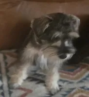 Seraphina, a female Miniature Schnauzer for sale in Houston, TX – 3 of 10