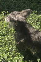 Mini, a female Miniature Schnauzer for sale in Houston, TX – 10 of 10