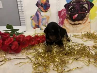 Zoey (AKC), a female Doberman Pinscher for sale in Raleigh, NC – Photo 1 of 3