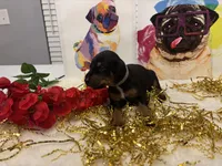 Zoey (AKC), a female Doberman Pinscher for sale in Raleigh, NC – Photo 2 of 3