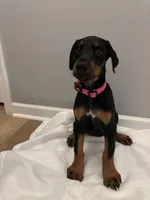 Princess (AKC), a female Doberman Pinscher for sale in Raleigh, NC – Photo 5 of 5