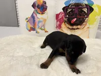 Princess (AKC), a female Doberman Pinscher for sale in Raleigh, NC – Photo 2 of 3