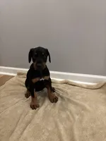 Princess (AKC), a female Doberman Pinscher for sale in Raleigh, NC – Photo 4 of 5