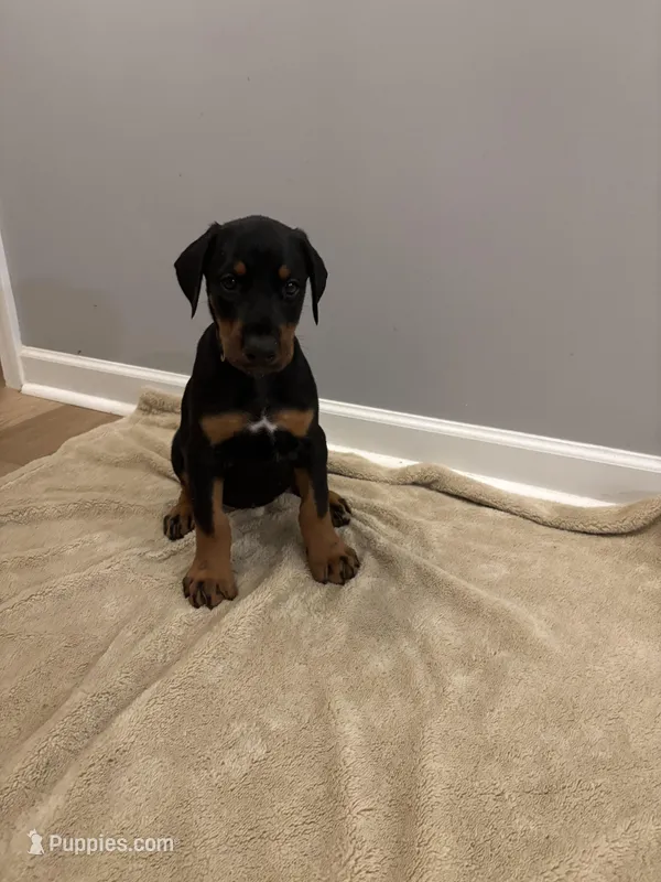 Princess (AKC) – Doberman Pinscher puppy for sale in Raleigh, NC