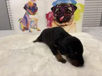 Princess (AKC), a female Doberman Pinscher for sale in Raleigh, NC – Photo 1 of 3