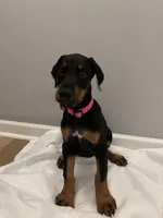 Princess (AKC), a female Doberman Pinscher for sale in Raleigh, NC – Photo 2 of 5