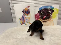 Princess (AKC), a female Doberman Pinscher for sale in Raleigh, NC – Photo 3 of 3