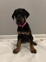 Princess (AKC), a female Doberman Pinscher for sale in Raleigh, NC – Photo 1 of 5