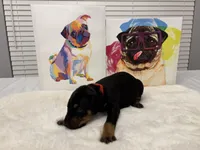 Penelope (AKC), a female Doberman Pinscher for sale in Raleigh, NC – Photo 1 of 2