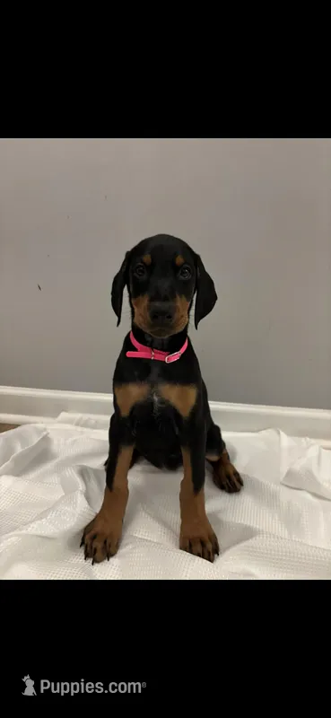 Bella (AKC) – Doberman Pinscher puppy for sale in Raleigh, NC