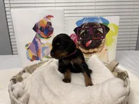 Bella (AKC), a female Doberman Pinscher for sale in Raleigh, NC – Photo 1 of 3