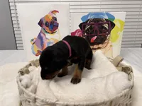 Bella (AKC), a female Doberman Pinscher for sale in Raleigh, NC – Photo 3 of 3