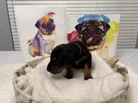 Bella (AKC), a female Doberman Pinscher for sale in Raleigh, NC – Photo 2 of 3