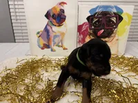 Toby (AKC), a male Doberman Pinscher for sale in Raleigh, NC – Photo 2 of 2