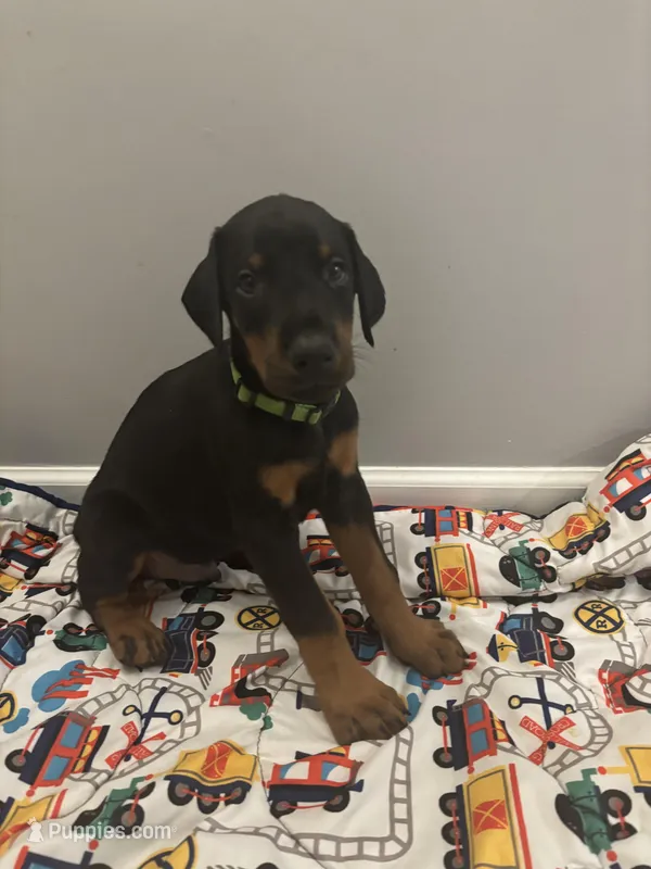 Toby (AKC) – Doberman Pinscher puppy for sale in Raleigh, NC