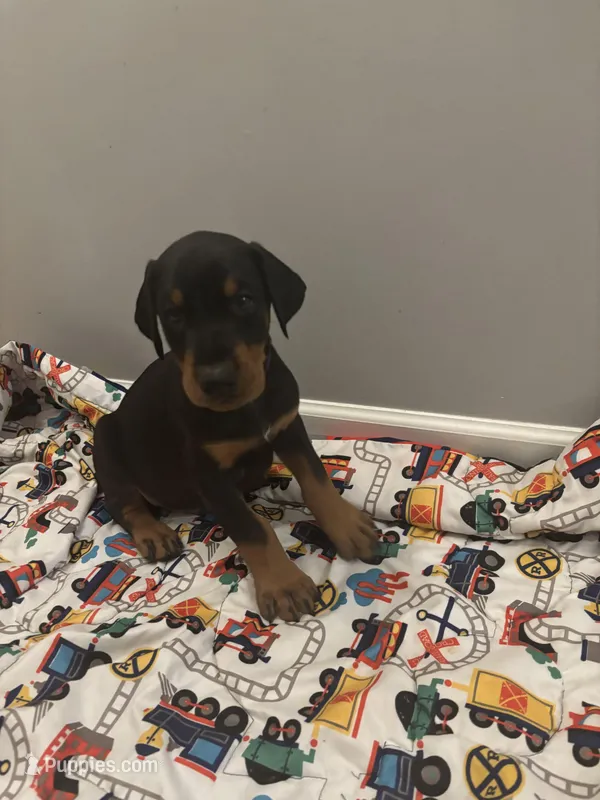 Rosco (AKC) – Doberman Pinscher puppy for sale in Raleigh, NC